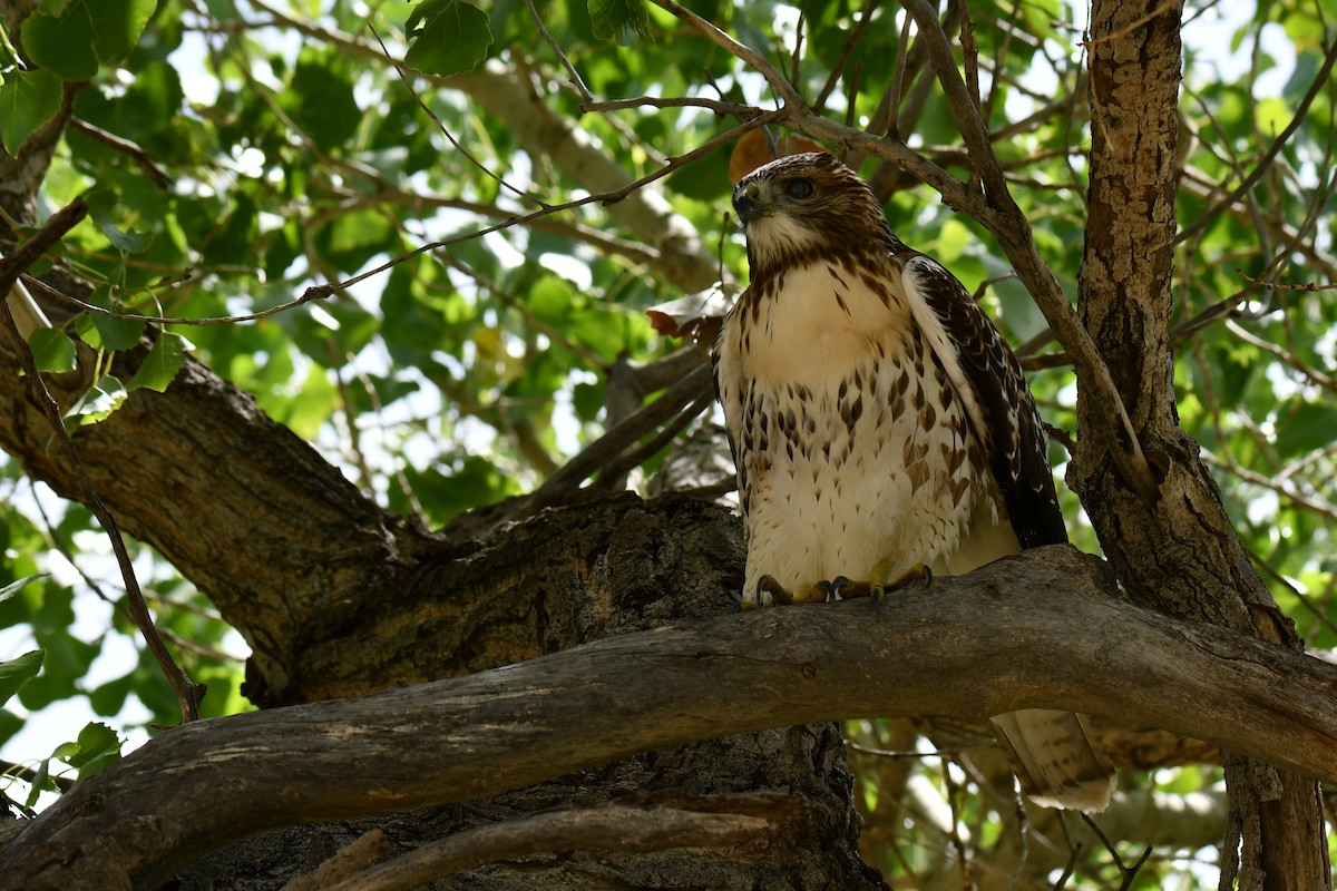 アカオノスリ - ML638823875