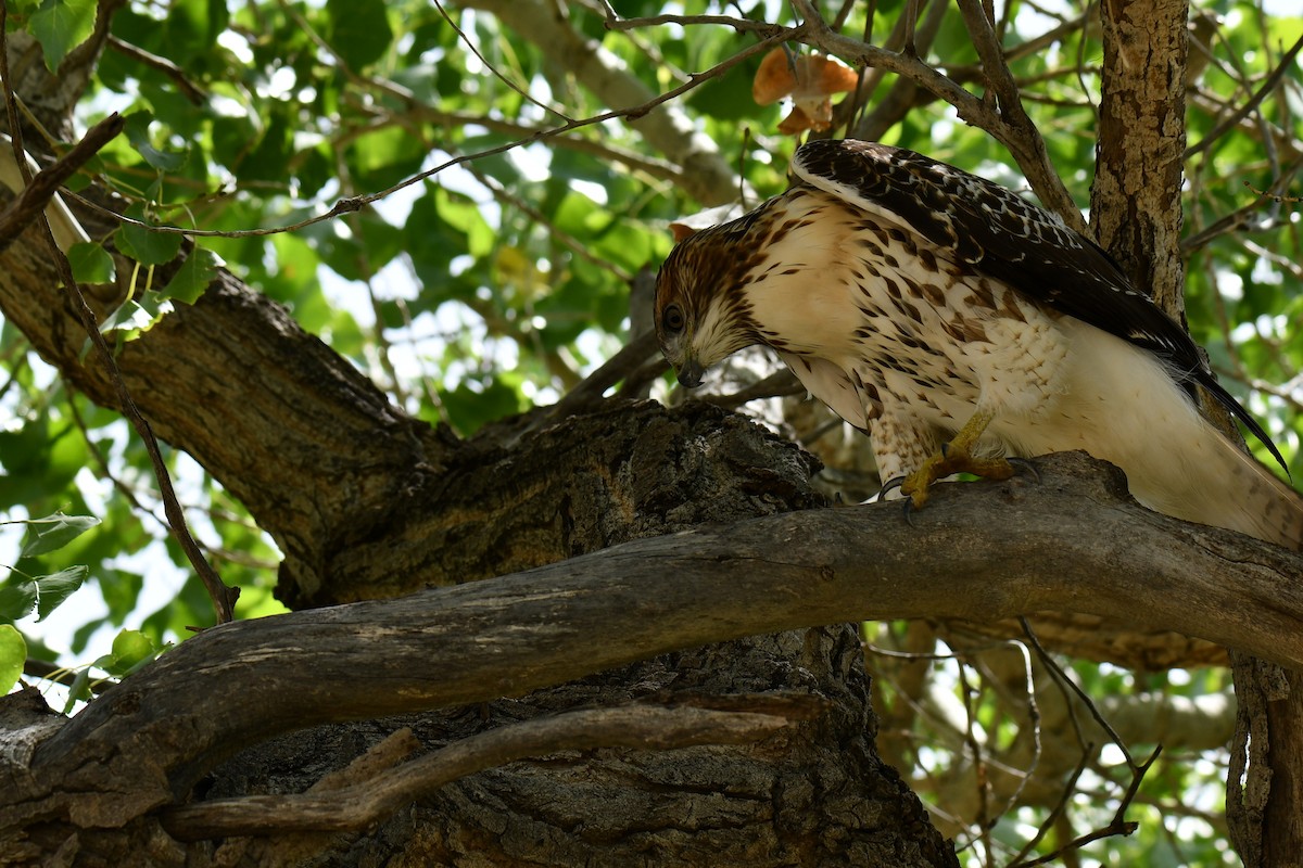 アカオノスリ - ML638823884