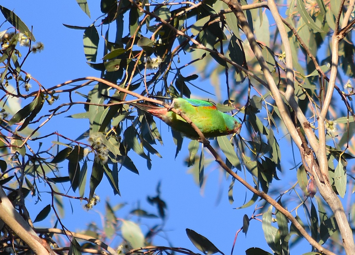 Swift Parrot - ML638823906