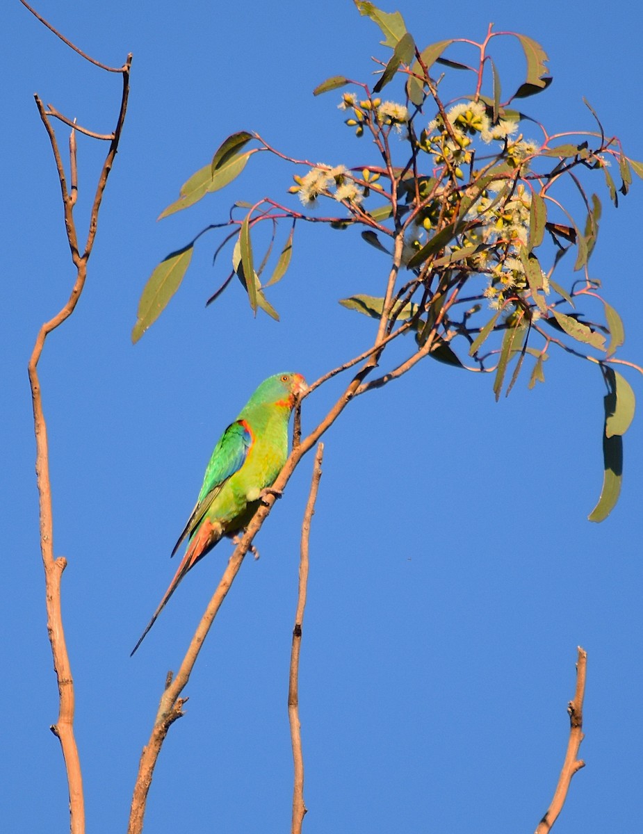 Swift Parrot - ML638823907