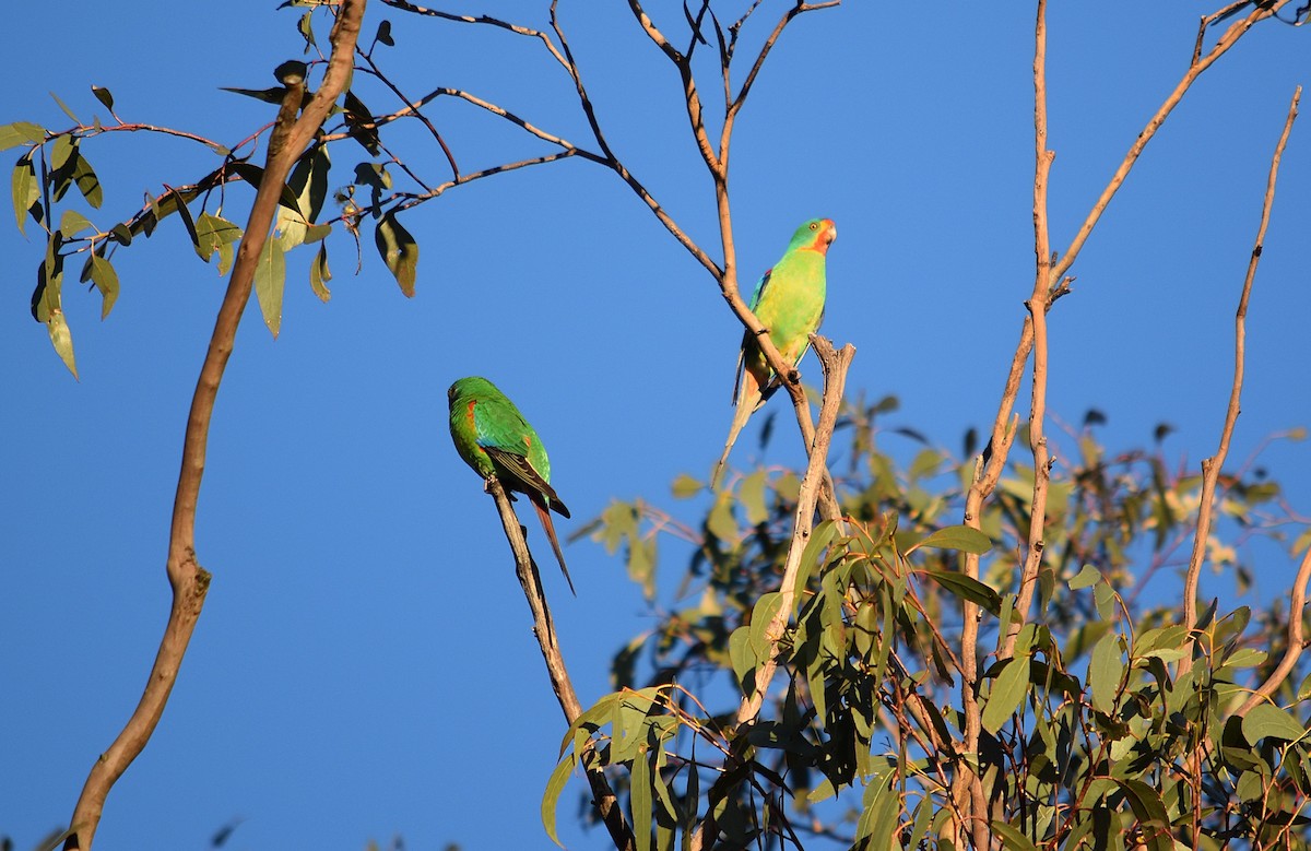 Swift Parrot - ML638823908