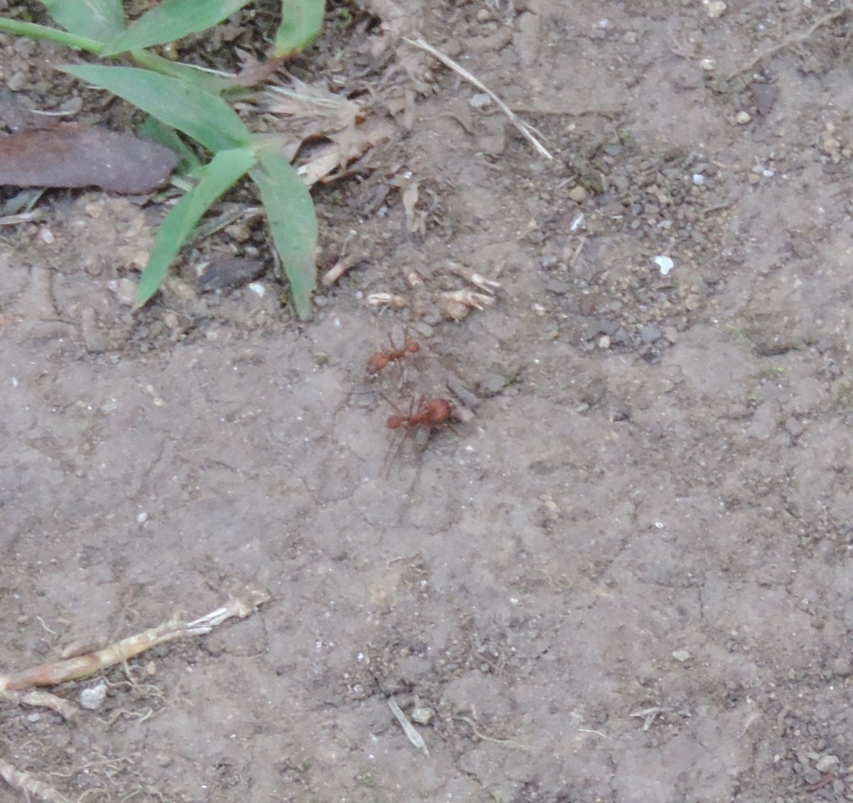 Insects - ML638823921