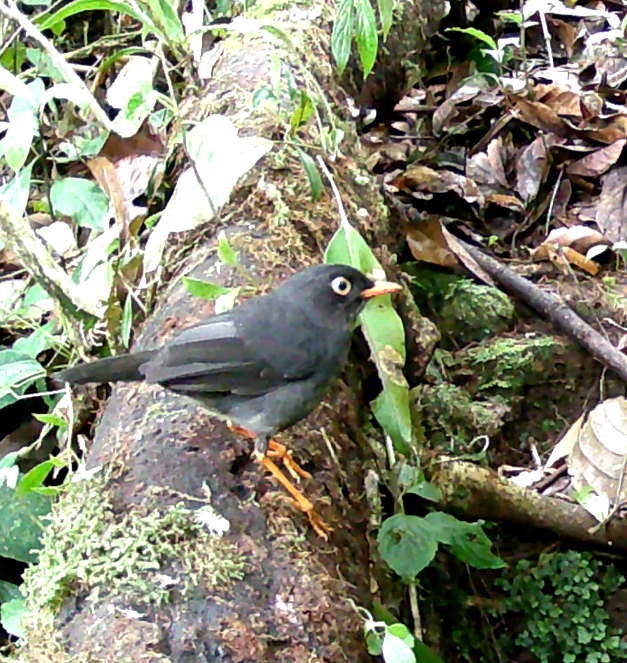 Slaty-backed Nightingale-Thrush - ML638823923