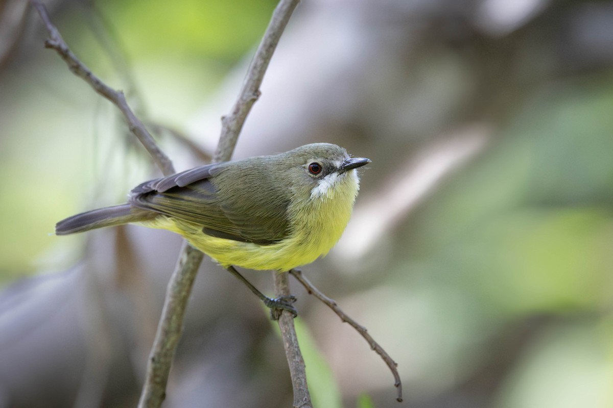 Fairy Gerygone - ML638823925