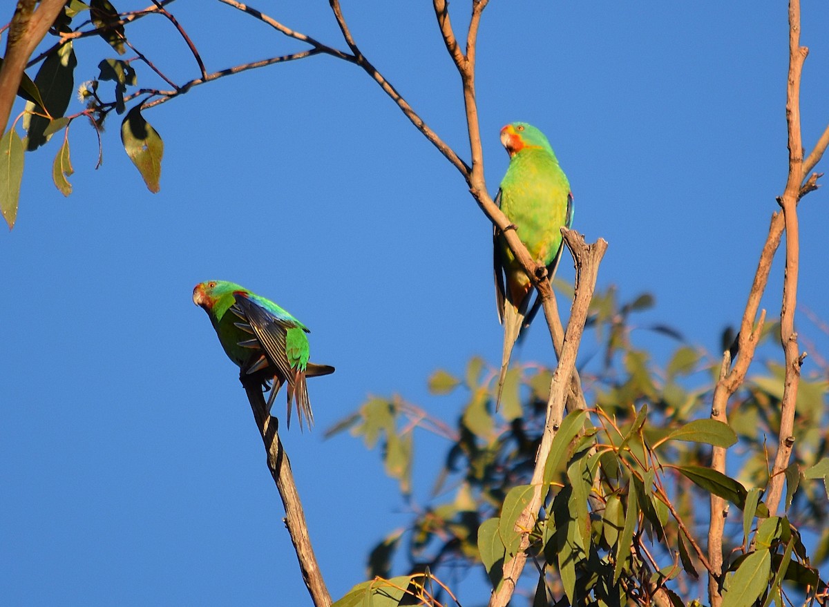 Swift Parrot - ML638823943