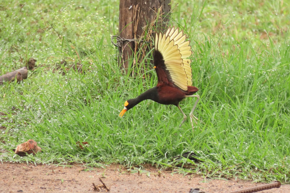 Northern Jacana - ML638823947