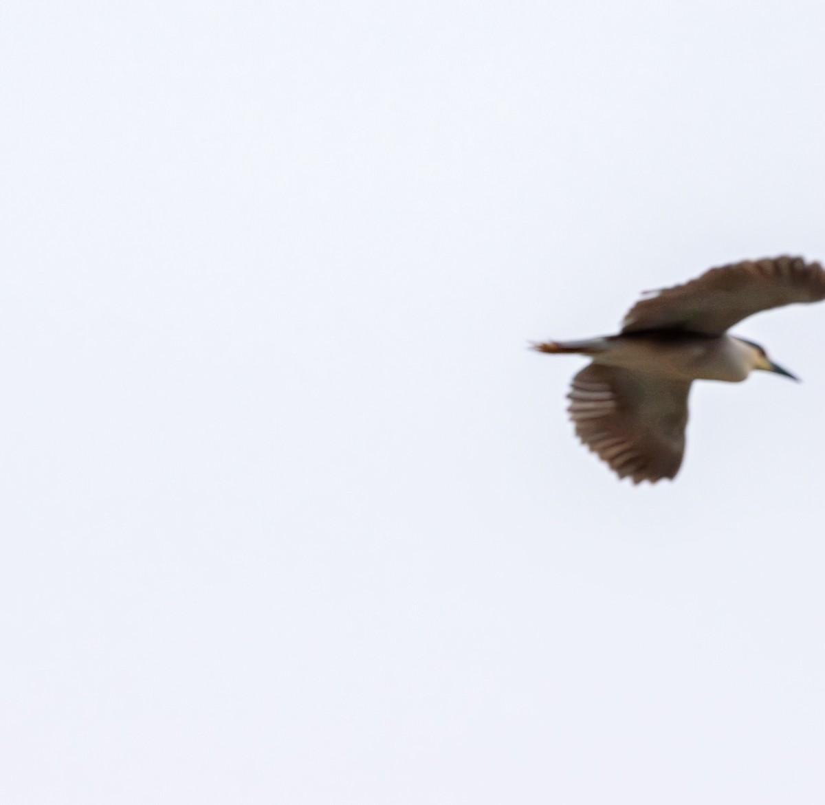 Black-crowned Night Heron - ML638823960