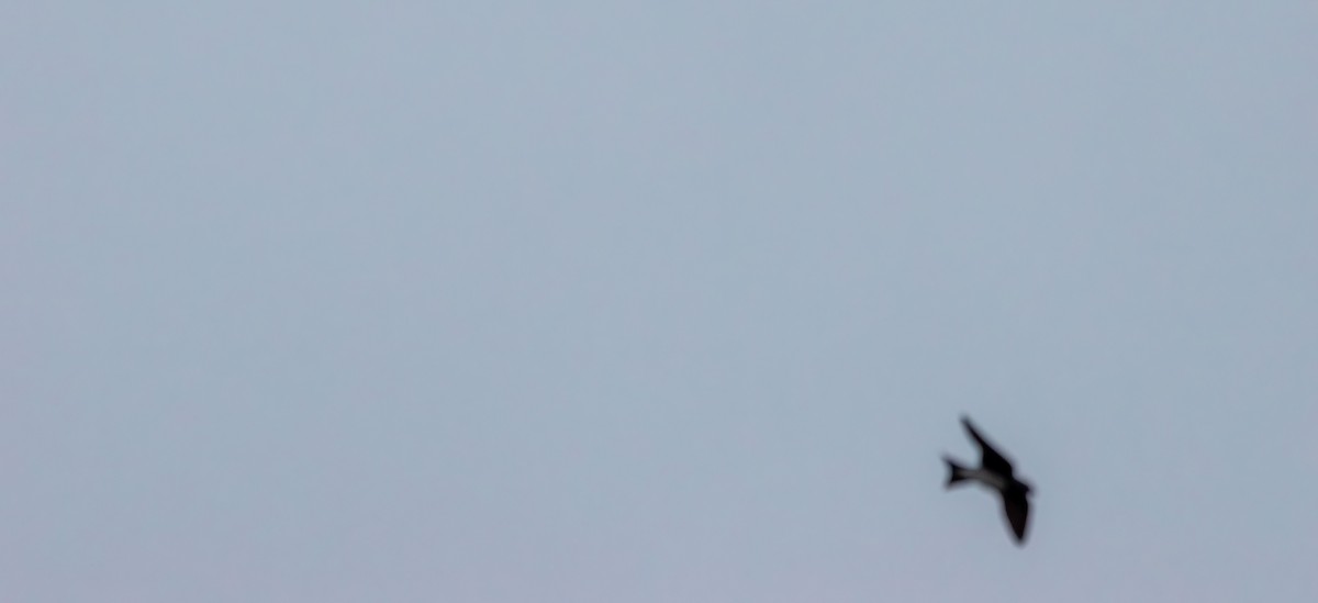 Tree Swallow - ML638824003
