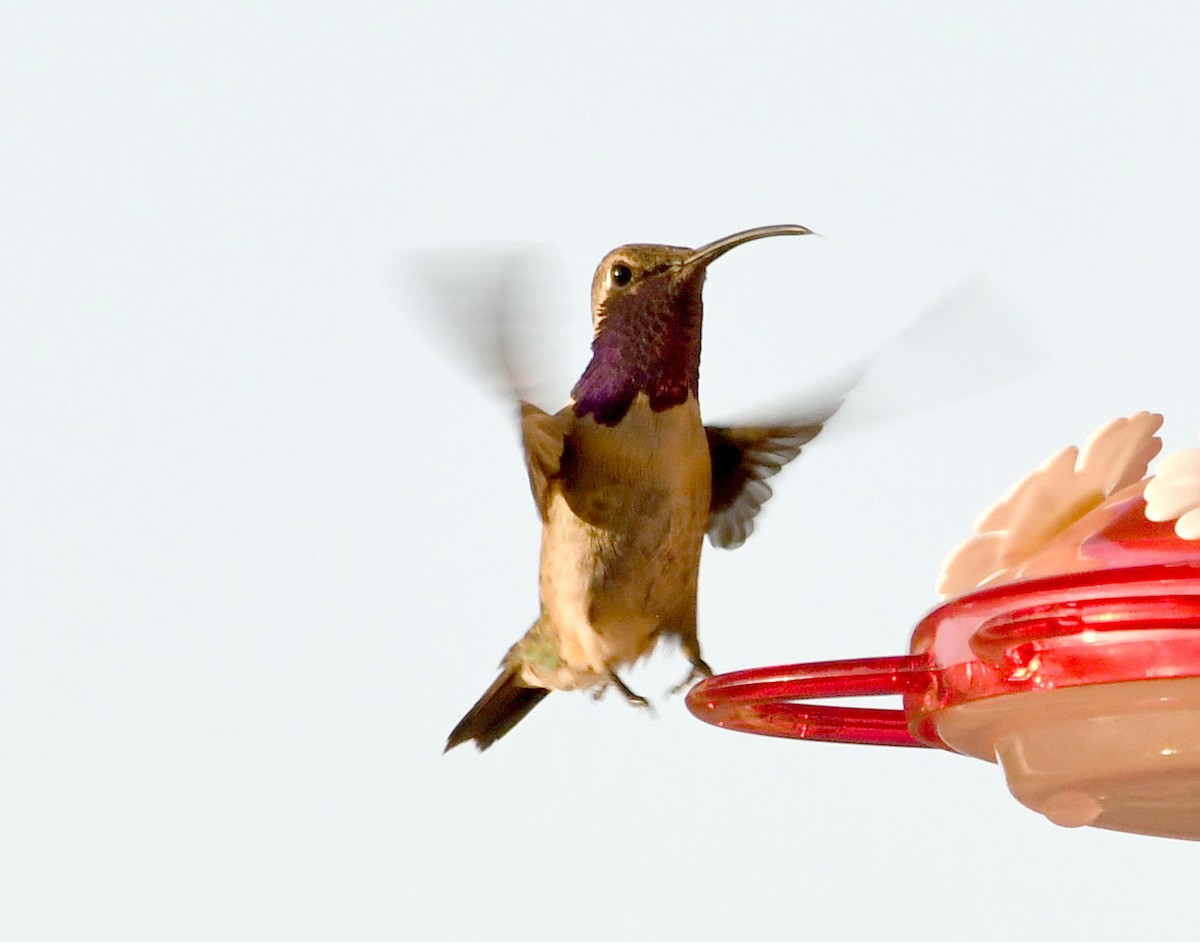 kalypta zelenoboká - ML638824055