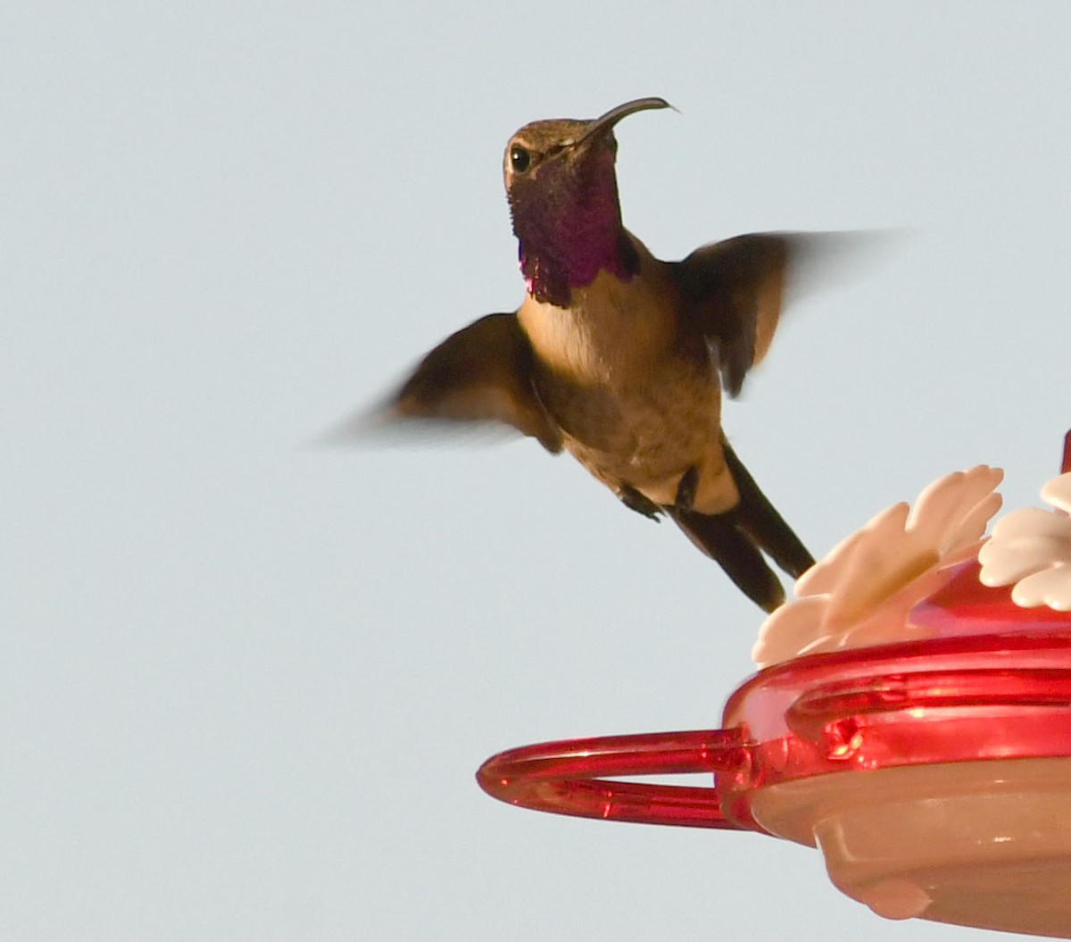 kalypta zelenoboká - ML638824056