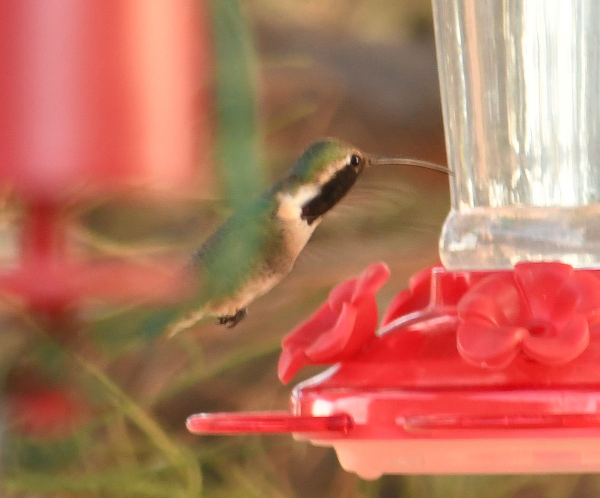 kalypta zelenoboká - ML638824075