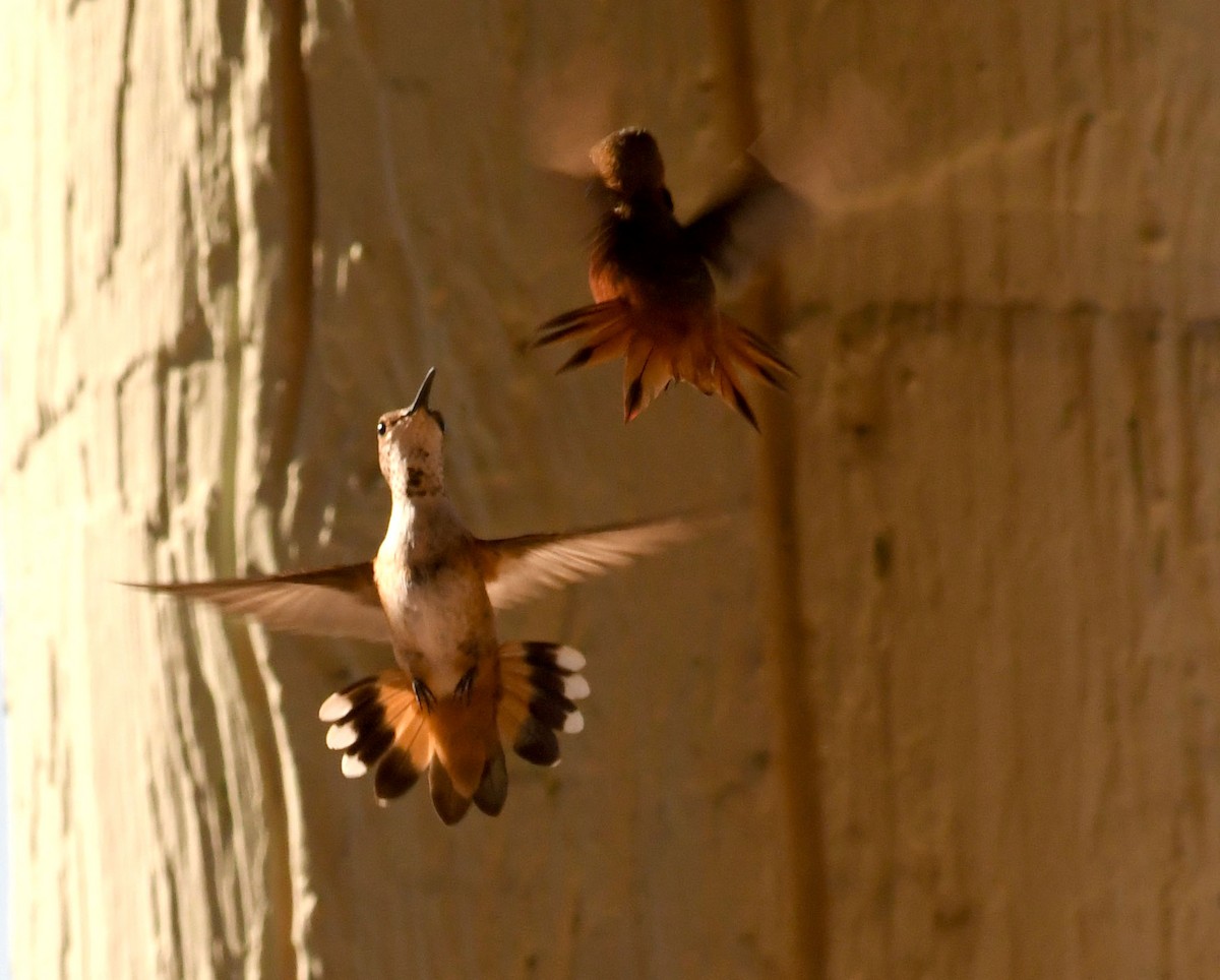 kalypta Allenova - ML638824081