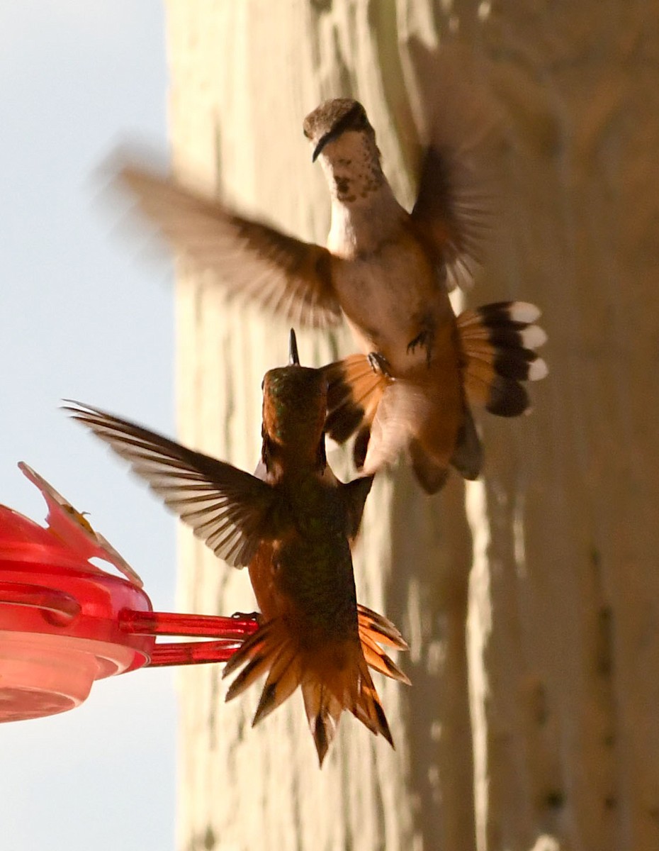 kalypta Allenova - ML638824082