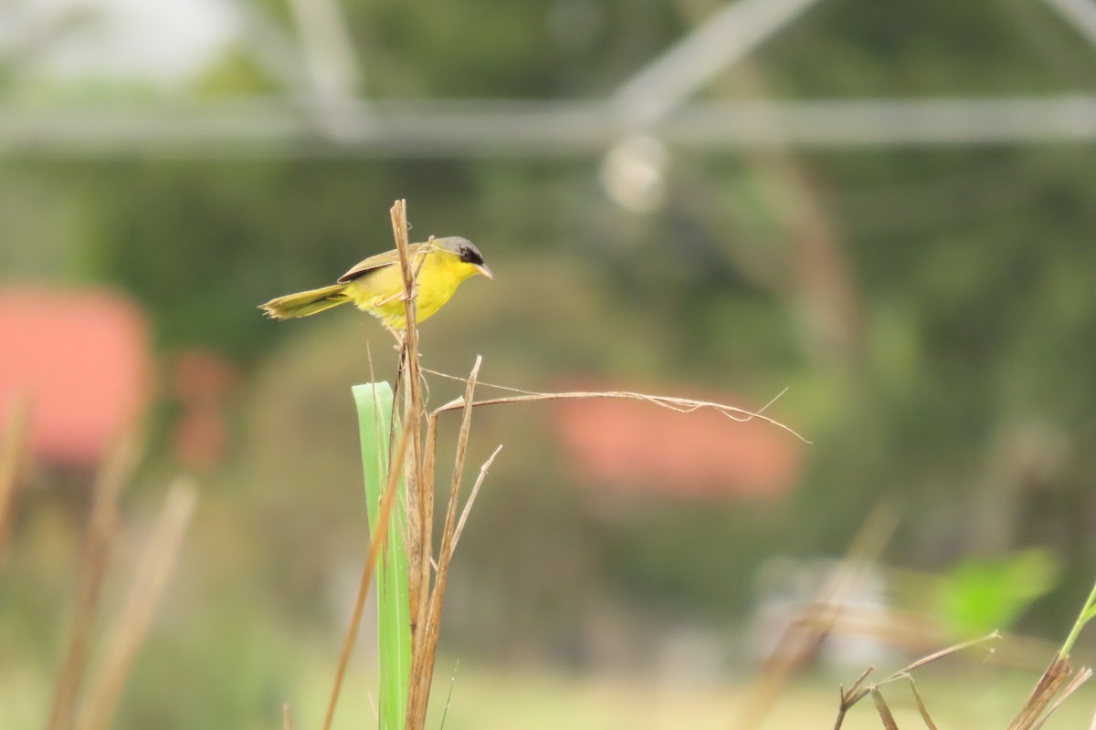 Gray-crowned Yellowthroat - ML638824089
