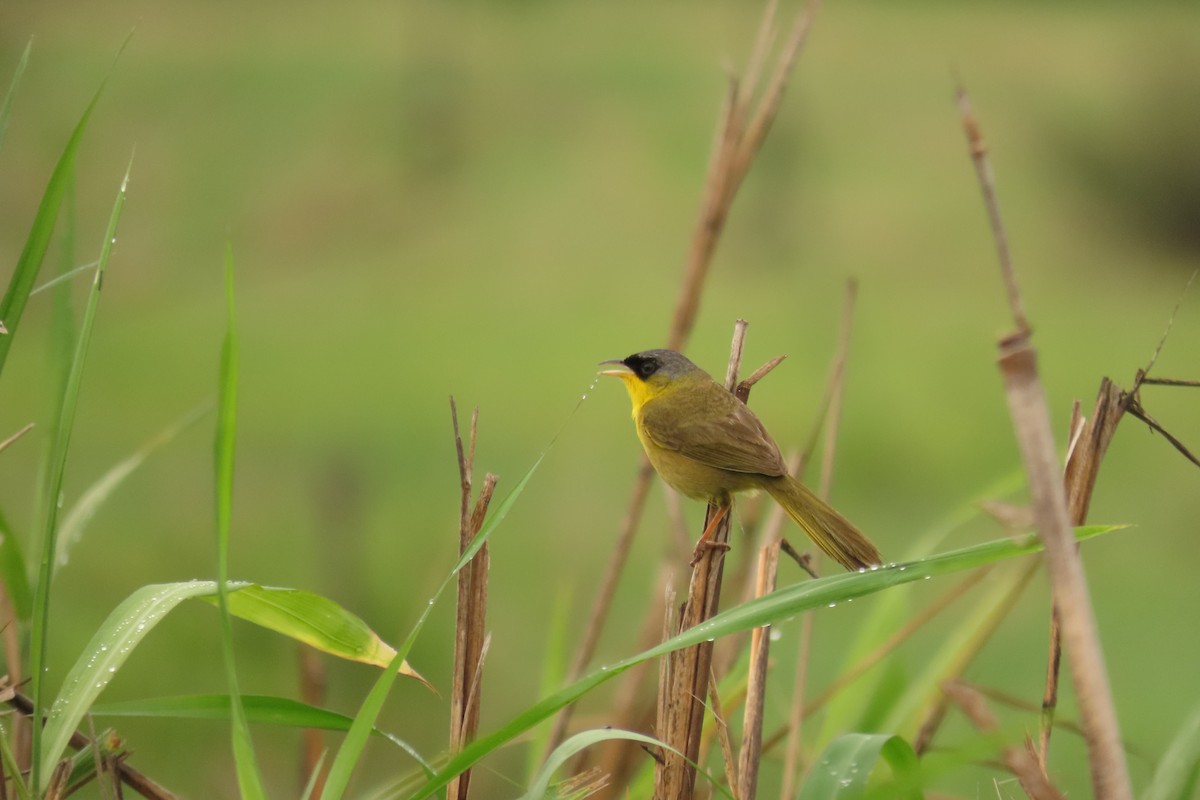 Gray-crowned Yellowthroat - ML638824090
