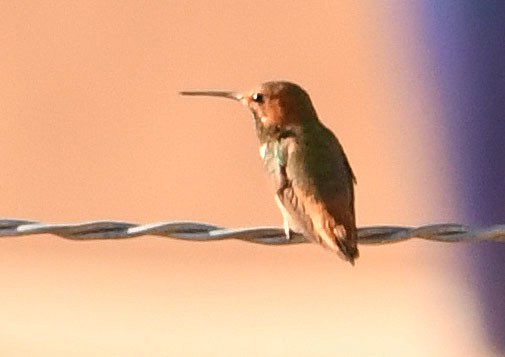 kalypta Allenova - ML638824091