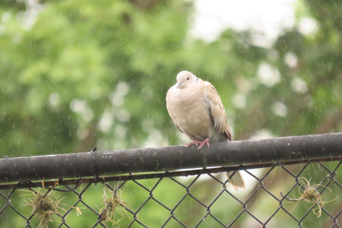 Eurasian Collared-Dove - ML638824176