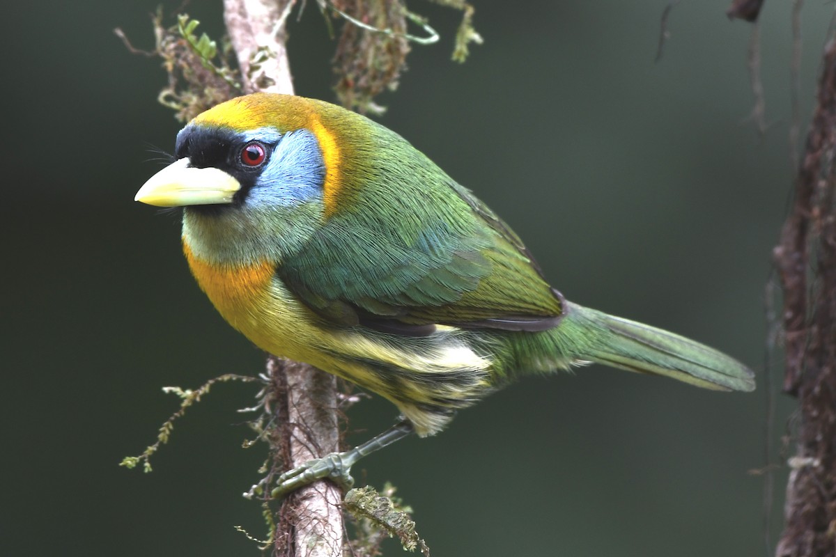 Andenbartvogel - ML638824193