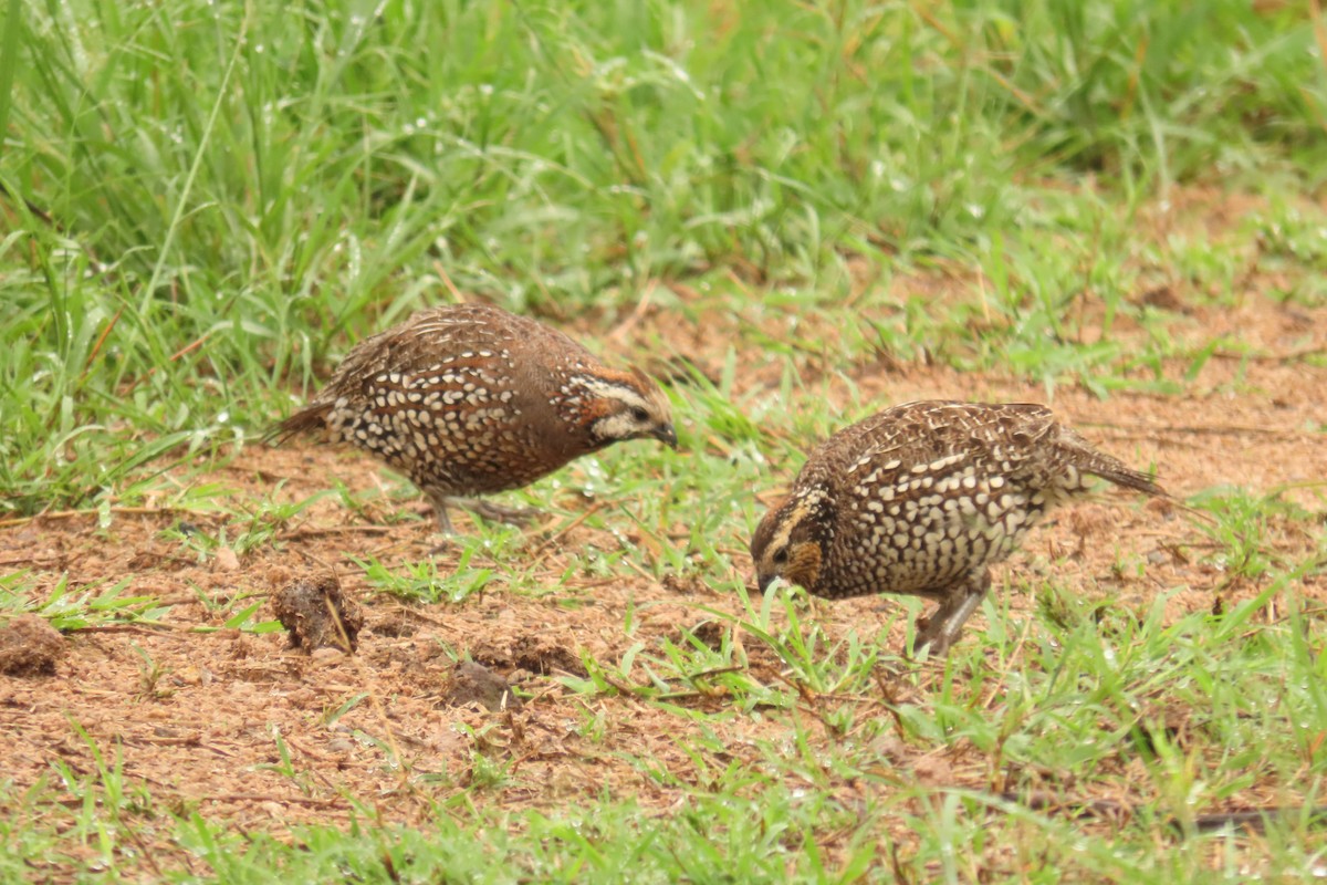 Spot-bellied Bobwhite - ML638824200