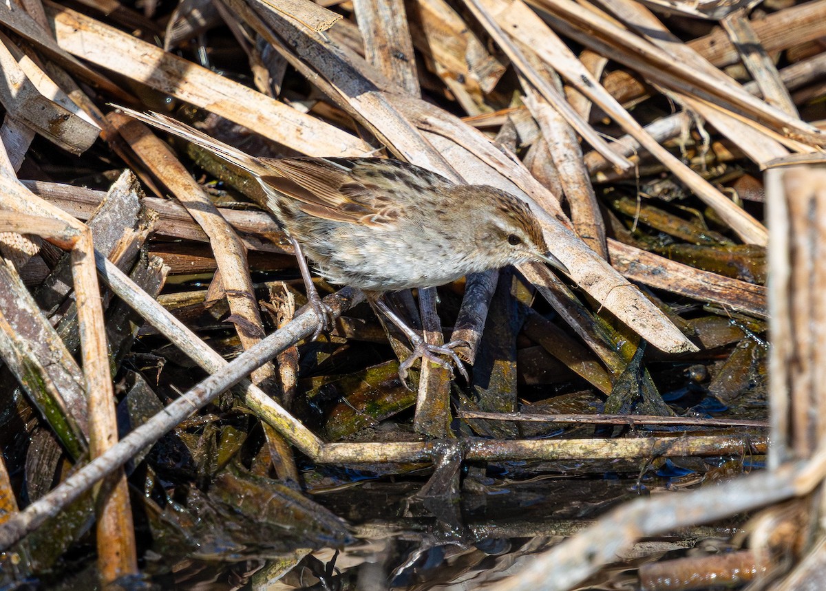 Little Grassbird - ML638824256