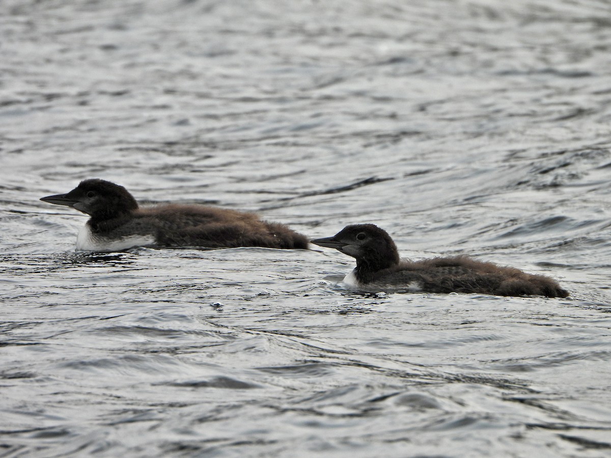 Common Loon - ML638824258