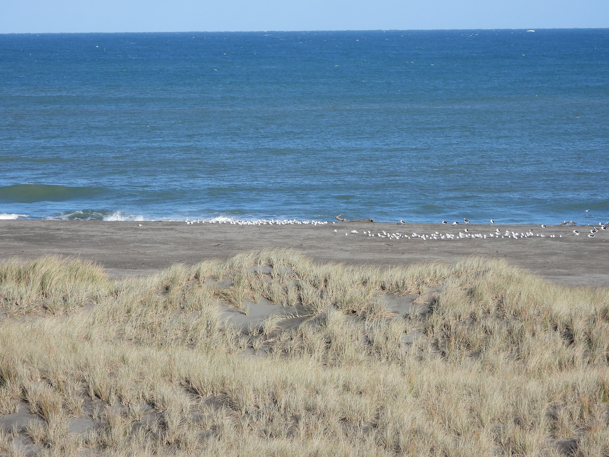 Silver Gull - ML638824260