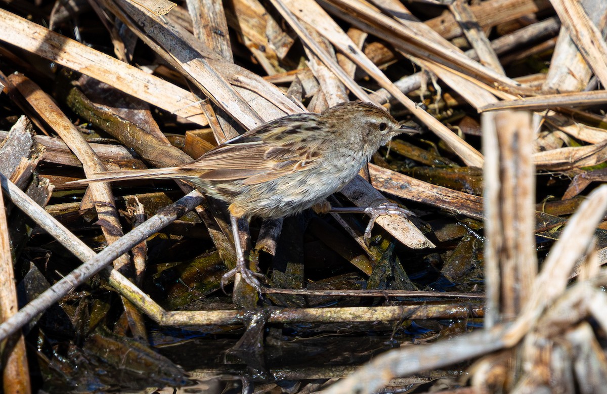 Little Grassbird - ML638824280