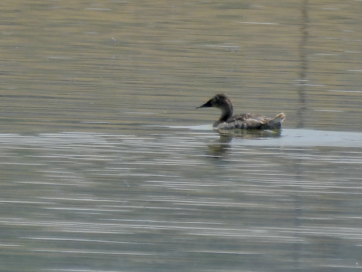 Canvasback - ML638824292
