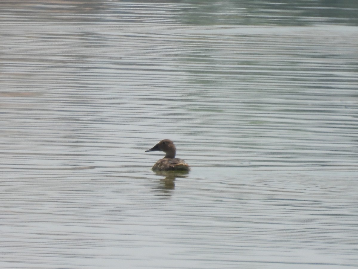 Canvasback - ML638824293