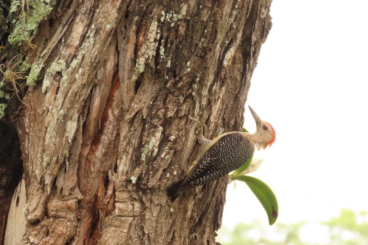 Golden-fronted Woodpecker - ML638824303