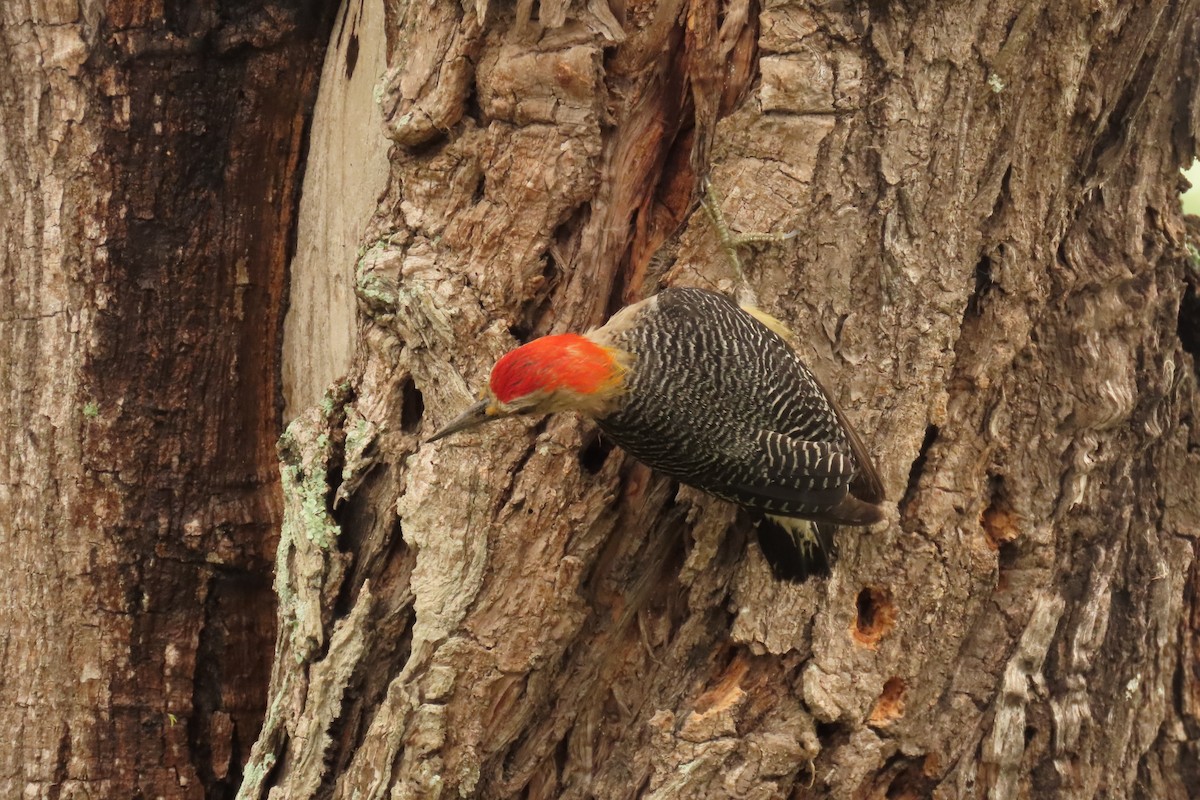 Golden-fronted Woodpecker - ML638824304
