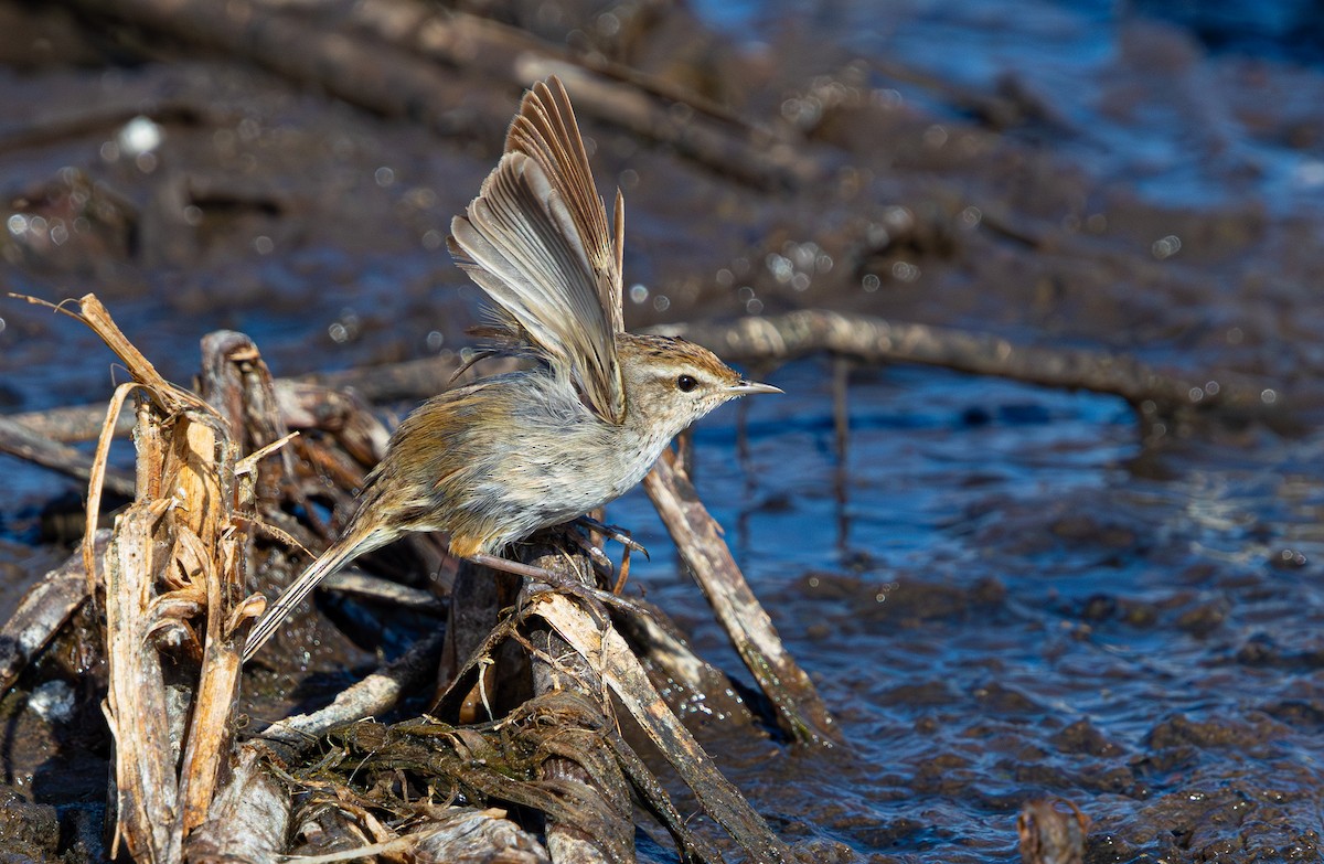 Little Grassbird - ML638824307
