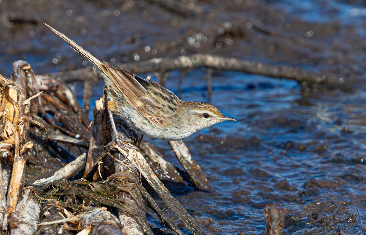 Little Grassbird - ML638824308