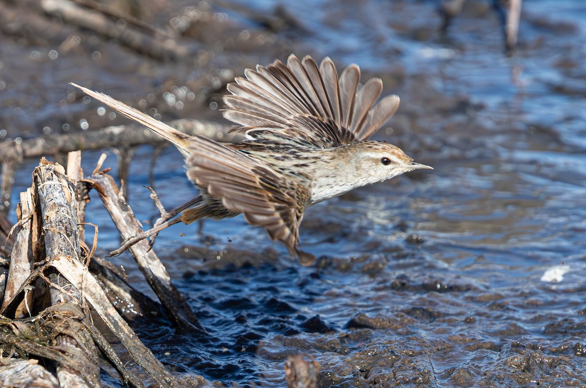 Little Grassbird - ML638824309