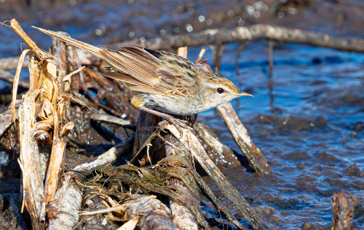 Little Grassbird - ML638824312