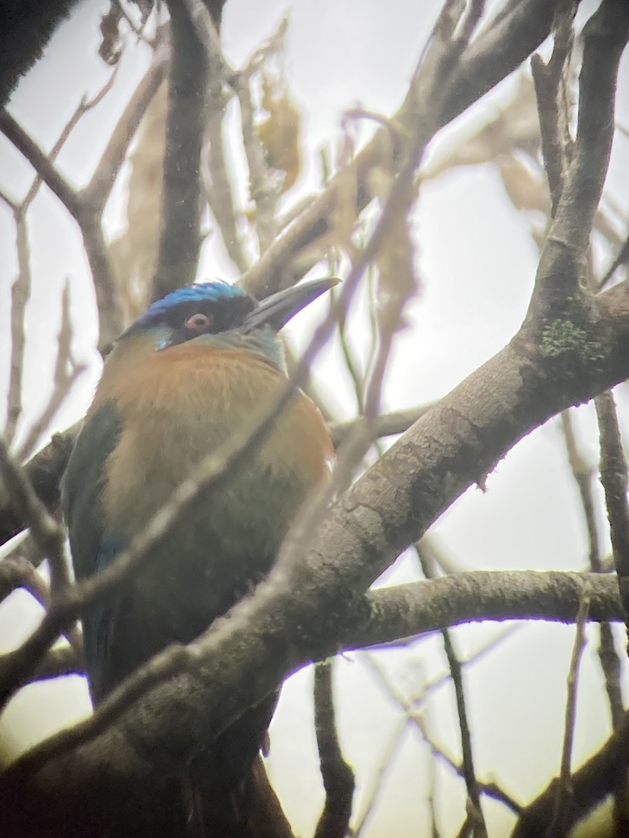 Lesson's Motmot - ML638824337