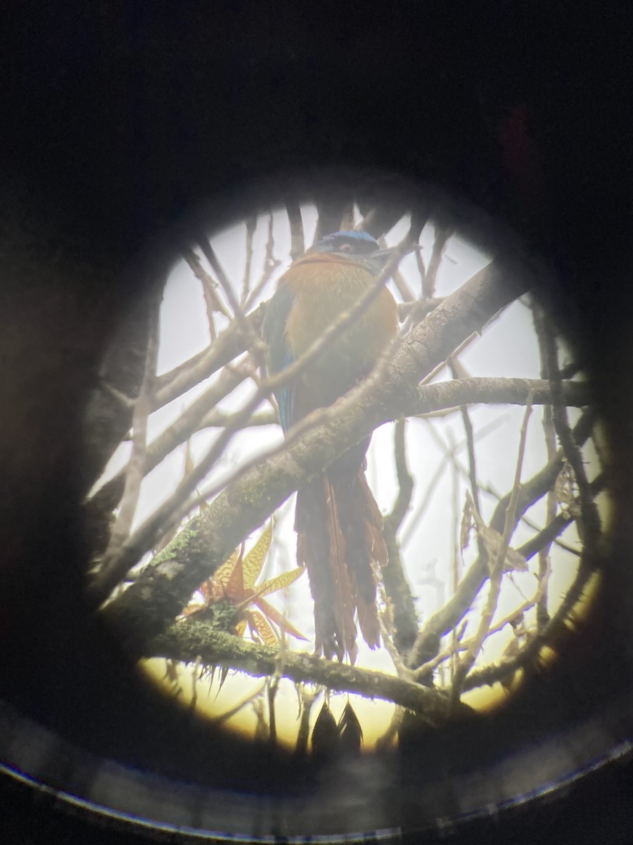 Lesson's Motmot - ML638824338