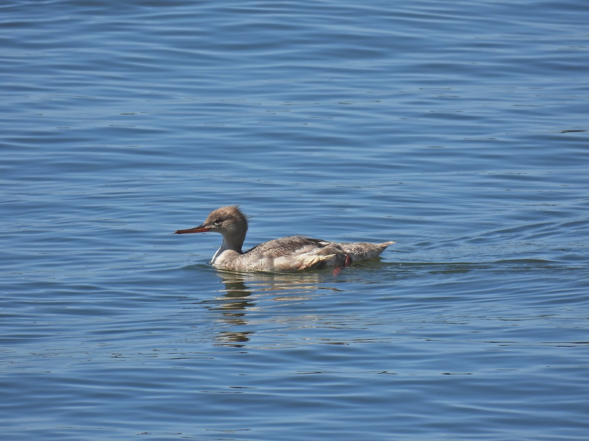 Red-breasted Merganser - ML638824340