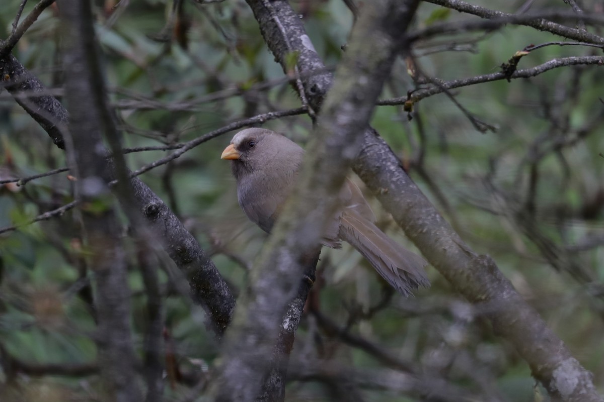 Great Parrotbill - ML638824343