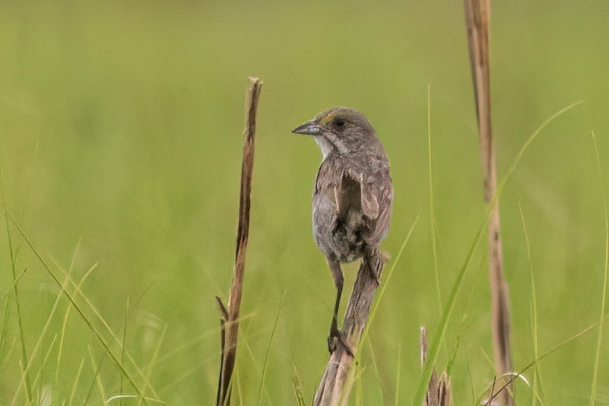 Seaside Sparrow - ML638824346