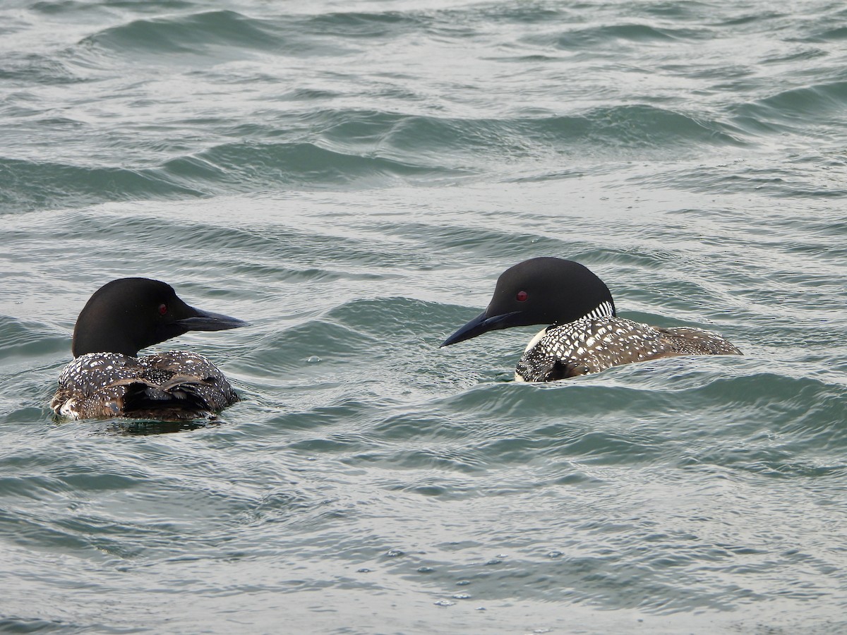 Common Loon - ML638824348
