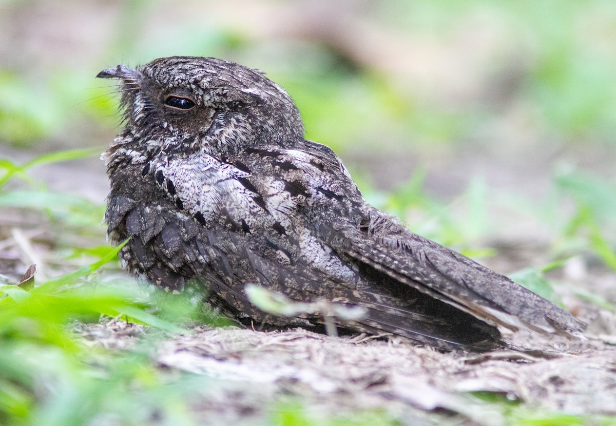 Cuban Nightjar - ML638824363