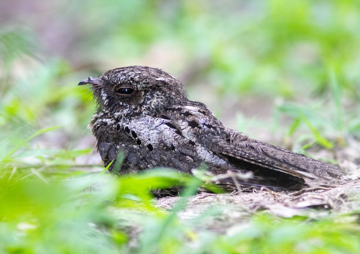 Cuban Nightjar - ML638824374