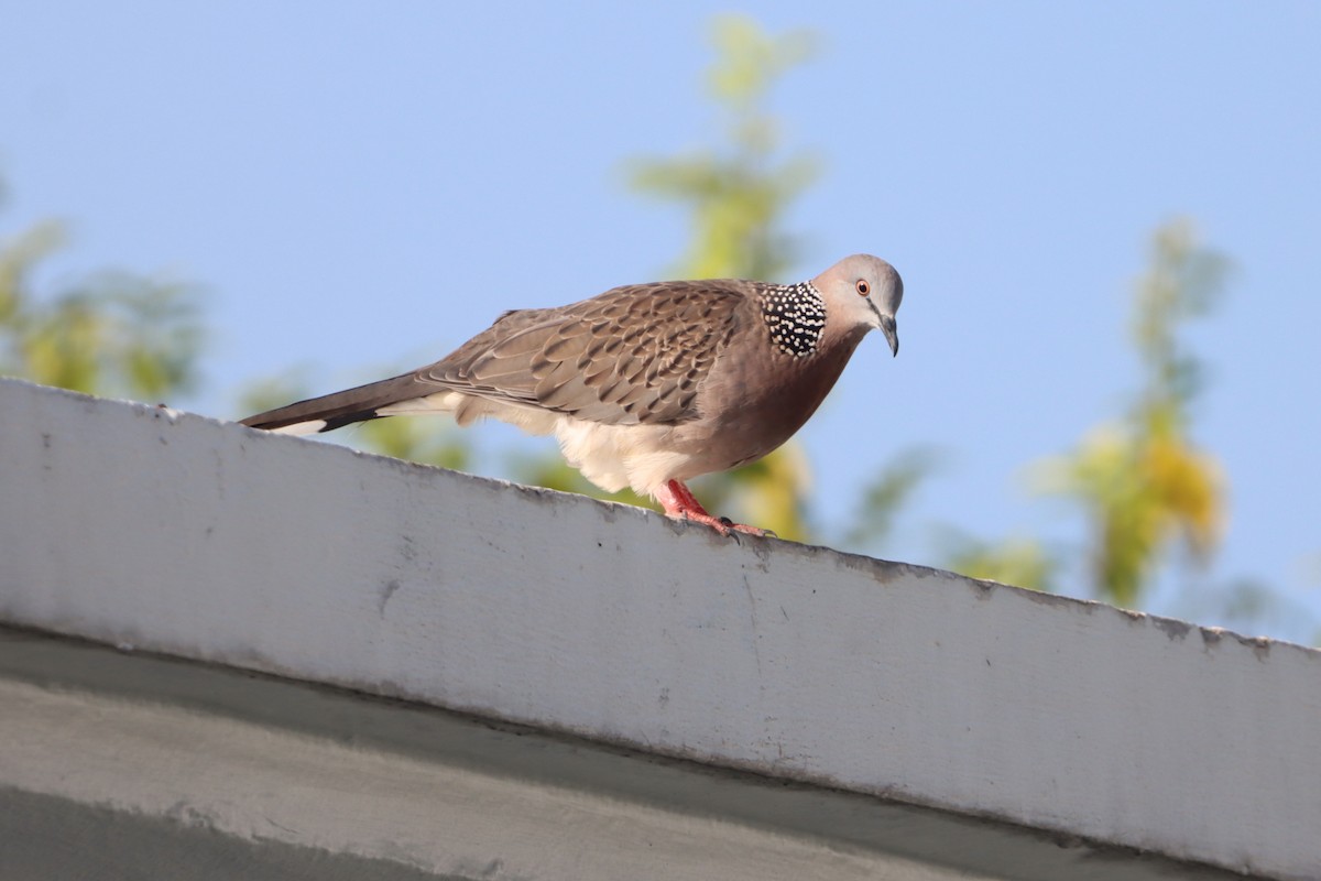 Spotted Dove - ML638824378