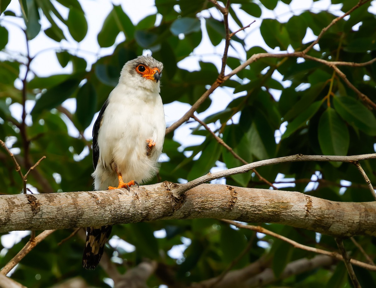 White-rumped Falcon - ML638824380
