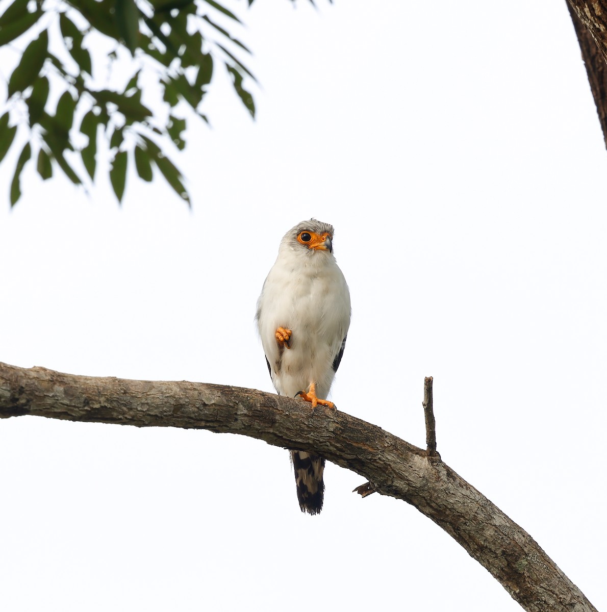 White-rumped Falcon - ML638824386