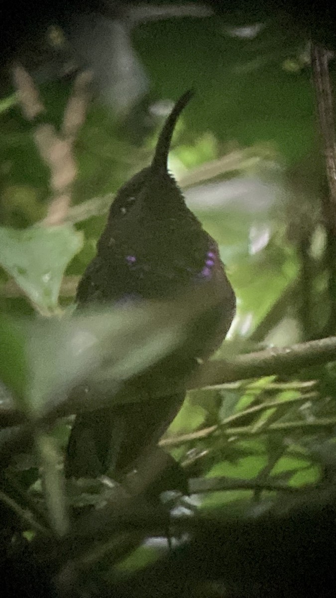 Violet Sabrewing - ML638824388