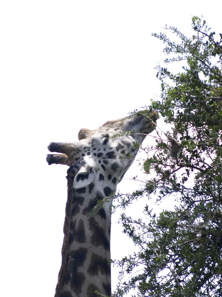 Red-billed Oxpecker - ML638824399