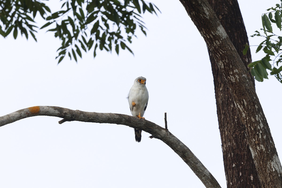 White-rumped Falcon - ML638824406