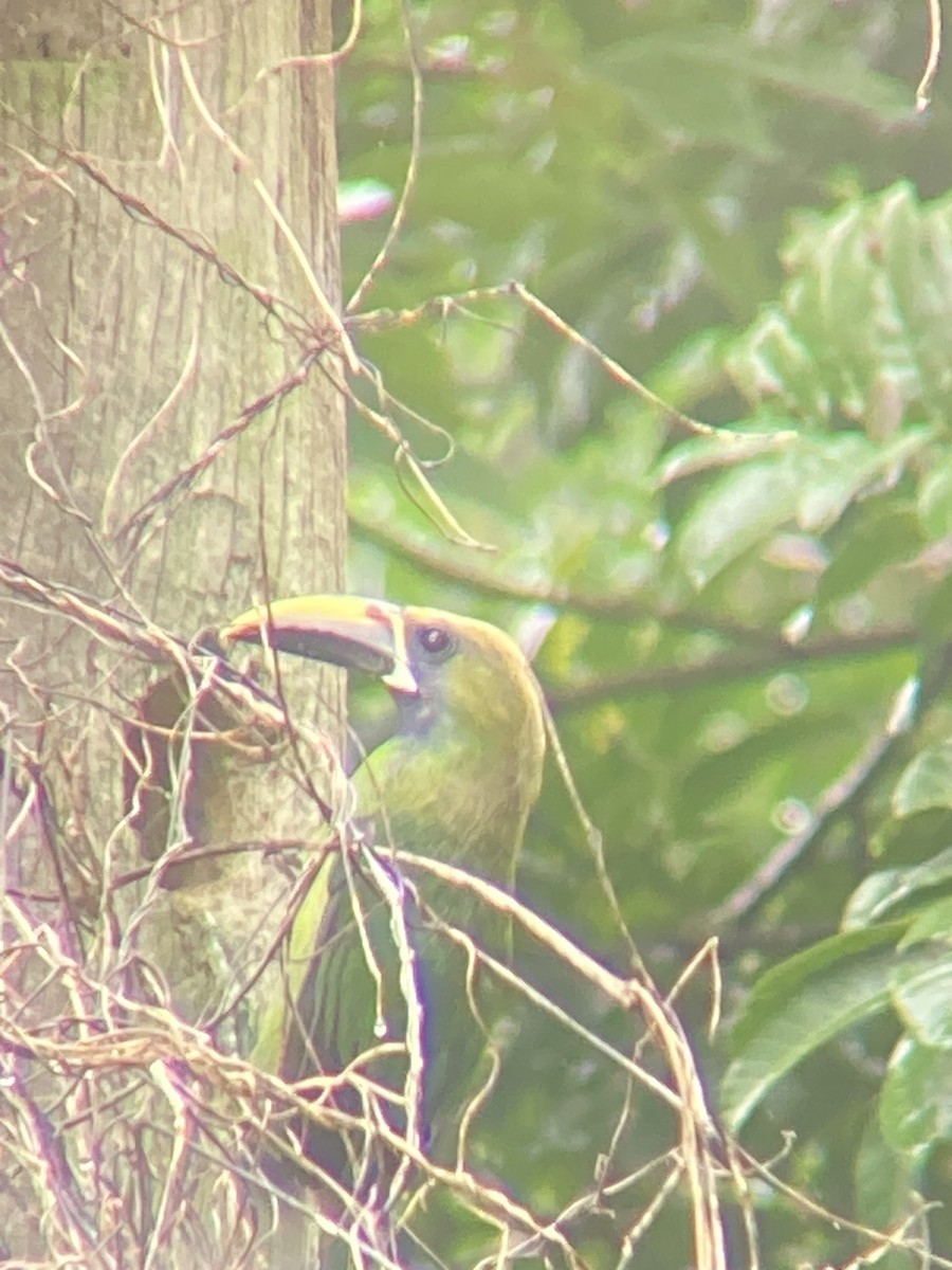 Northern Emerald-Toucanet - ML638824428